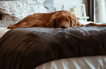 Pet friendly apartments